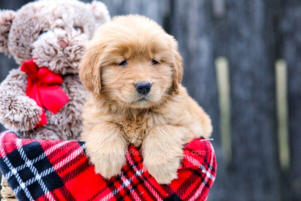 Image of Haven, a Golden Retriever puppy