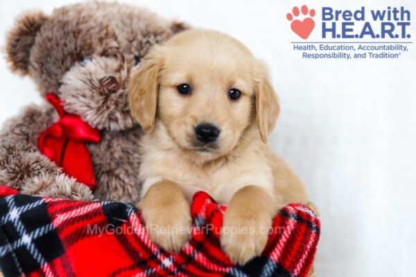 Image of Lilly, a Golden Retriever puppy