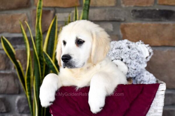 Image of Oliver, a Golden Retriever puppy