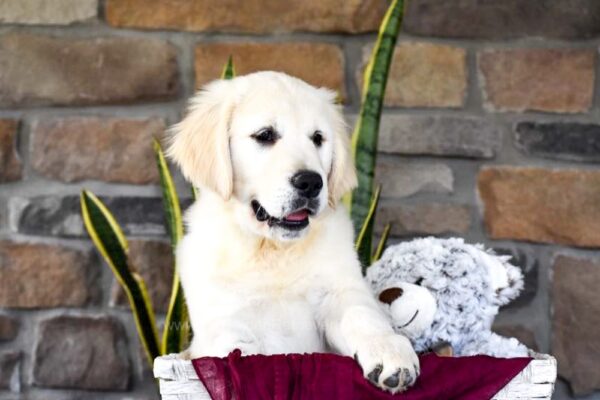 Image of Ozzie, a Golden Retriever puppy