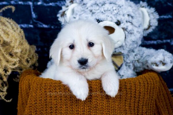 Image of Payton, a Golden Retriever puppy