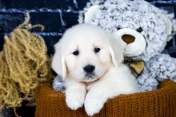 Image of Pixel, a Golden Retriever puppy