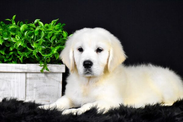 Image of Romeo, a Golden Retriever puppy