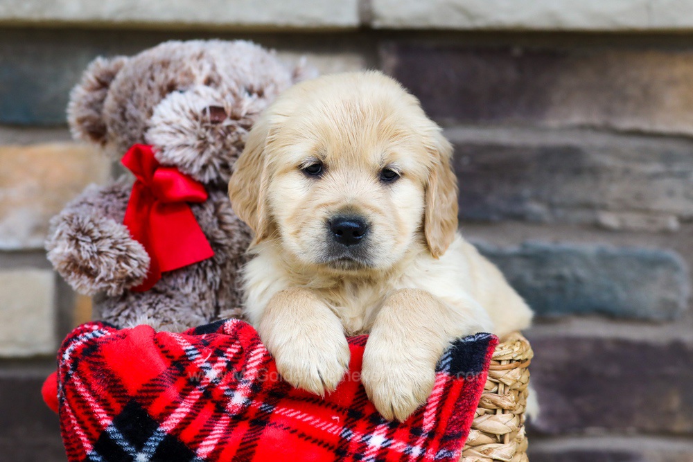 Tammy - My Golden Retriever Puppies