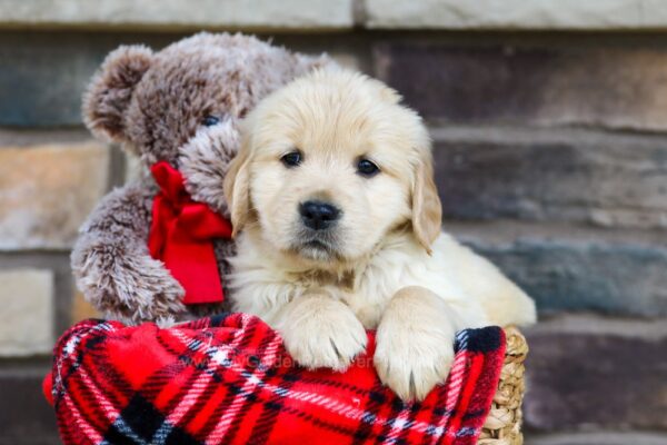 Image of Taylor, a Golden Retriever puppy