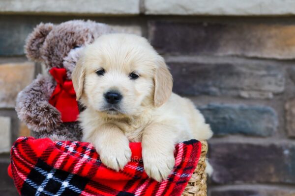 Image of Toby, a Golden Retriever puppy