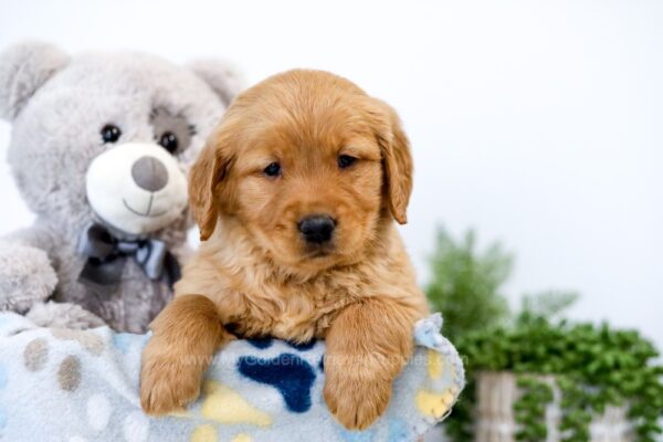Image of Toffee, a Golden Retriever puppy