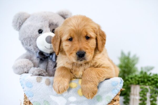 Image of Troy, a Golden Retriever puppy