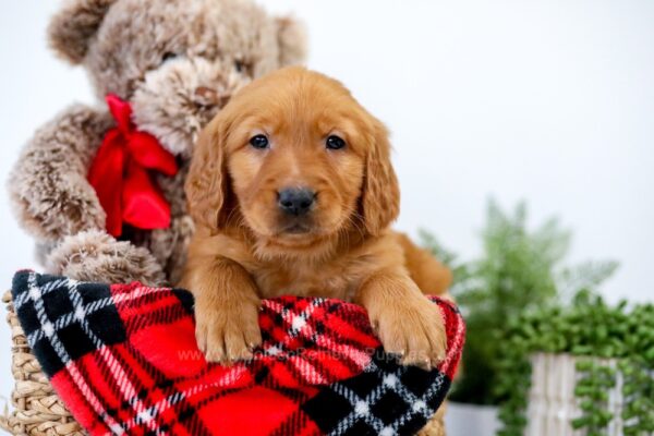 Image of Uncle, a Golden Retriever puppy