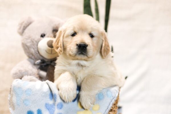 Image of Blu, a Golden Retriever puppy
