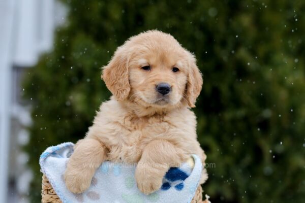 Image of Charger, a Golden Retriever puppy