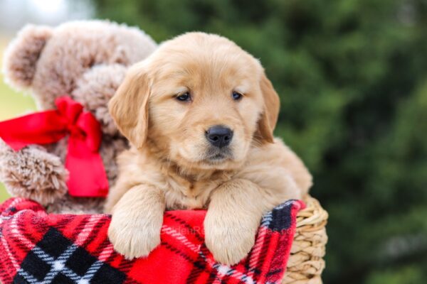 Image of Charlotte, a Golden Retriever puppy