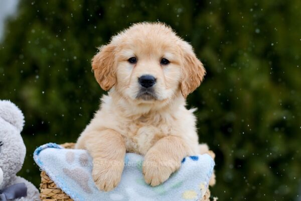 Image of Chase, a Golden Retriever puppy