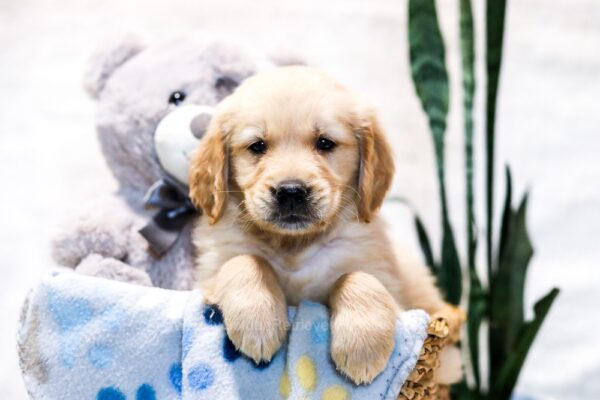 Image of Colton, a Golden Retriever puppy