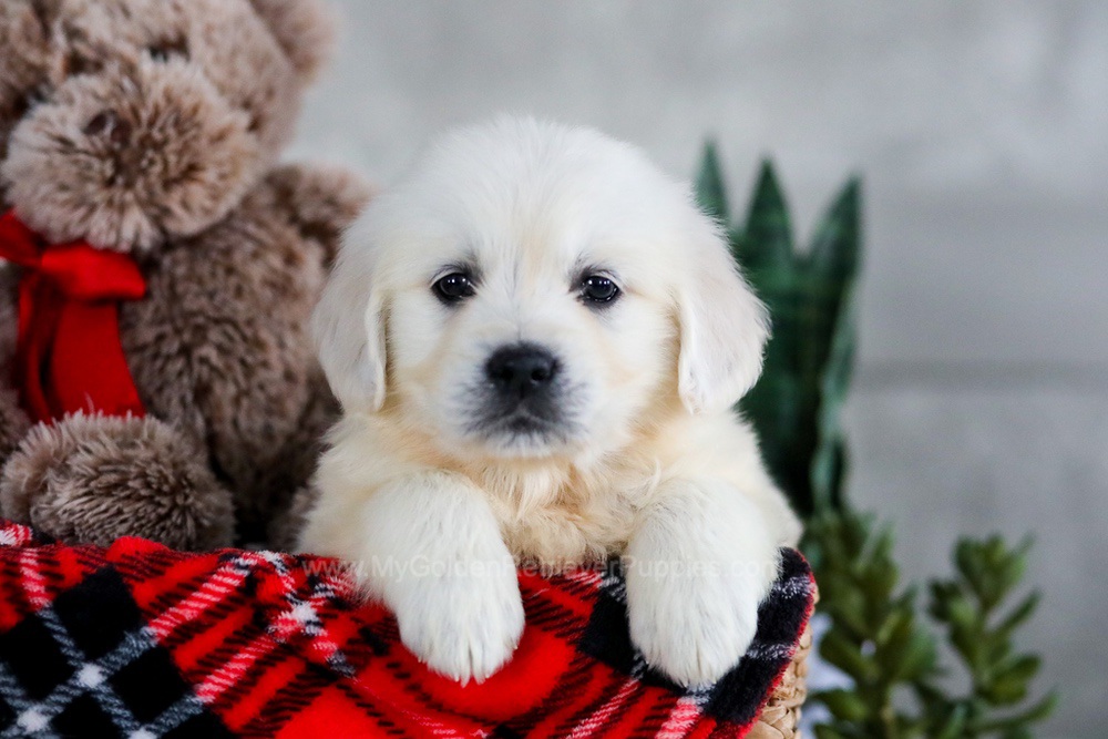 Delilah - My Golden Retriever Puppies