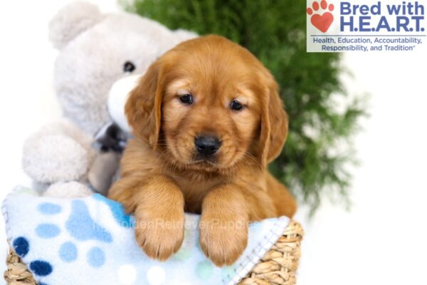 Image of Dominic, a Golden Retriever puppy