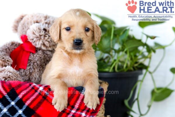 Image of Emmett, a Golden Retriever puppy