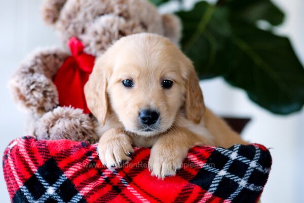Image of George, a Golden Retriever puppy