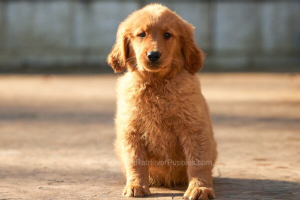 Image of Hugo, a Golden Retriever puppy