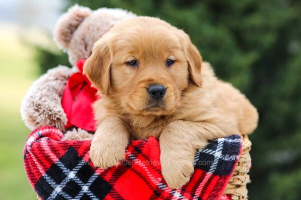 Image of Lincoln, a Golden Retriever puppy