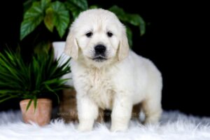 English cream golden retriever hot sale shedding