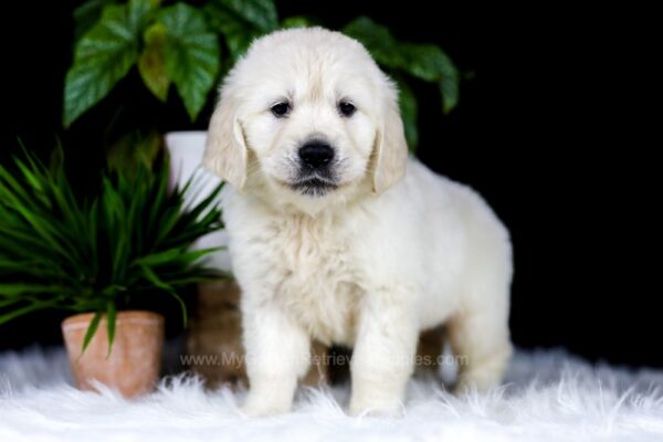 Image of Roxy, a Golden Retriever puppy