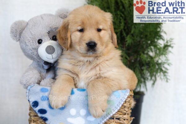 Image of Tucker, a Golden Retriever puppy