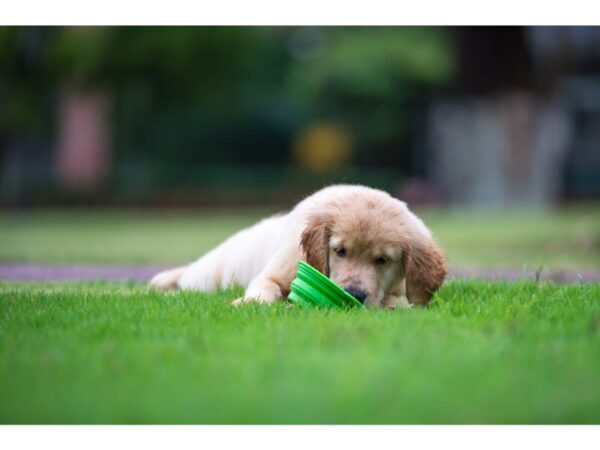 How Much to Feed a Golden Retriever Puppy (Avoid Overfeeding) - My