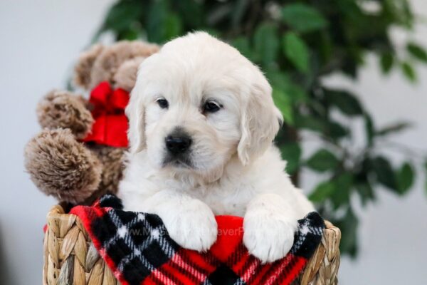 Image of Willow, a Golden Retriever puppy