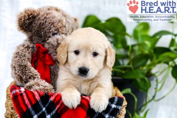 Image of Willow, a Golden Retriever puppy