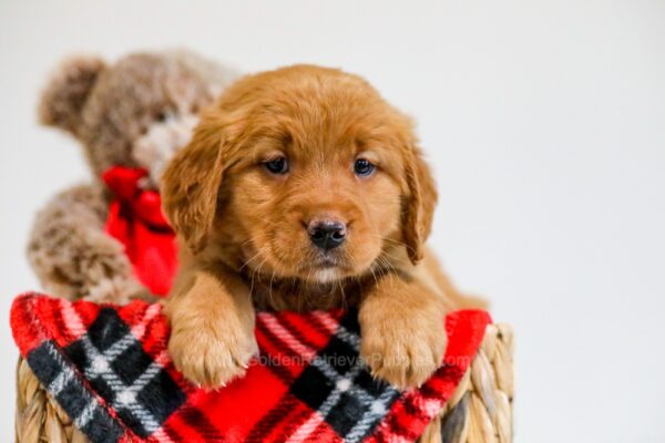 Image of Wonder, a Golden Retriever puppy