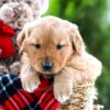 Image of Almond Joy, a Golden Retriever puppy