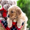 Image of Almond Joy, a Golden Retriever puppy