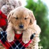 Image of Almond Joy, a Golden Retriever puppy