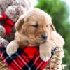 Image of Almond Joy, a Golden Retriever puppy