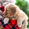 Image of Almond Joy, a Golden Retriever puppy