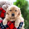 Image of Almond Joy, a Golden Retriever puppy