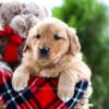 Image of Almond Joy, a Golden Retriever puppy