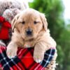 Image of Almond Joy, a Golden Retriever puppy