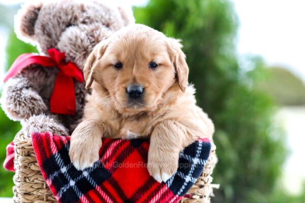 Image of Almond Joy, a Golden Retriever puppy