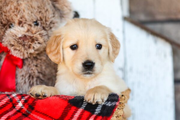 Image of Bentley, a Golden Retriever puppy