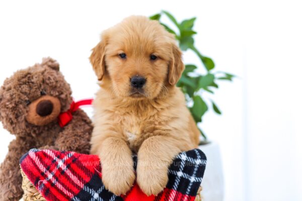 Image of Buckets, a Golden Retriever puppy