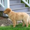 Image of M&M, a Golden Retriever puppy