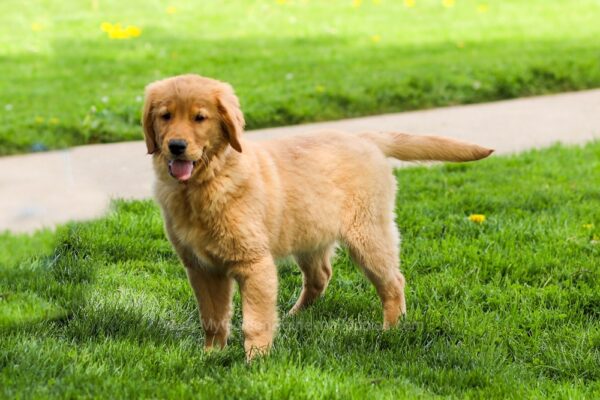 Image of M&M, a Golden Retriever puppy