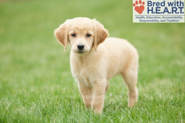 Image of Rosebud, a Golden Retriever puppy