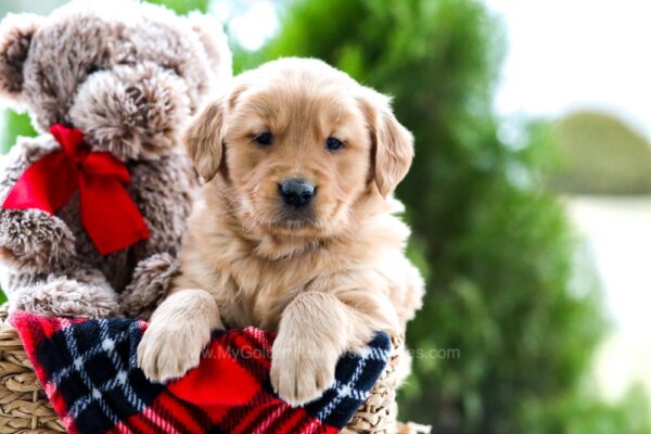 Image of Snickers, a Golden Retriever puppy