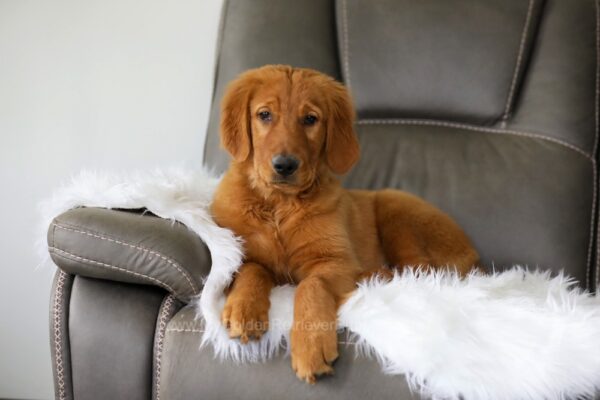Image of Utah, a Golden Retriever puppy