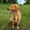 Image of Lexus, a Golden Retriever puppy