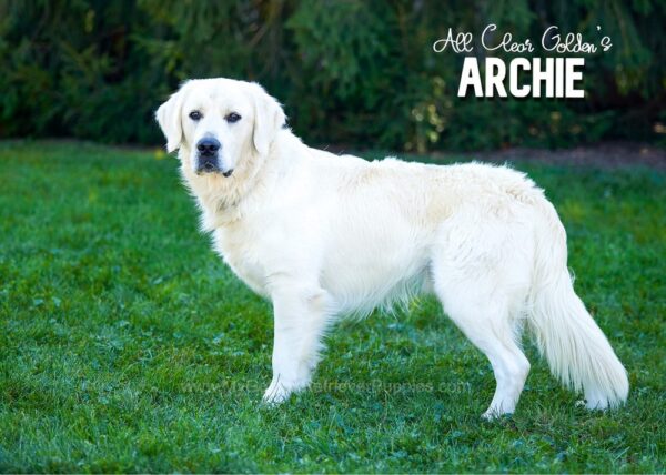 Image of English Cream - Archie❤️Lexi, a Golden Retriever puppy