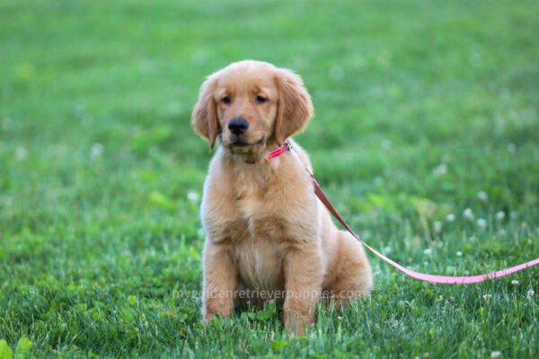 Image of Chic, a Golden Retriever puppy